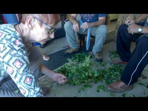 How to make a Finnish Sauna Vihta (Birch Tree Whip)