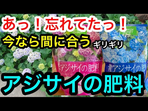 開花アジサイには一定の湿度が必要です 成長期