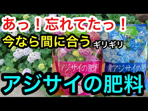 , title : '『あっ❗️忘れてた❗️』今なら間に合うアジサイの肥料🌸🌸🌸'