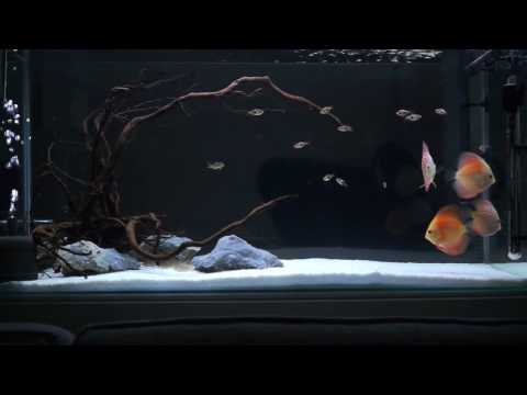 3ft Discus Aquarium [HD]