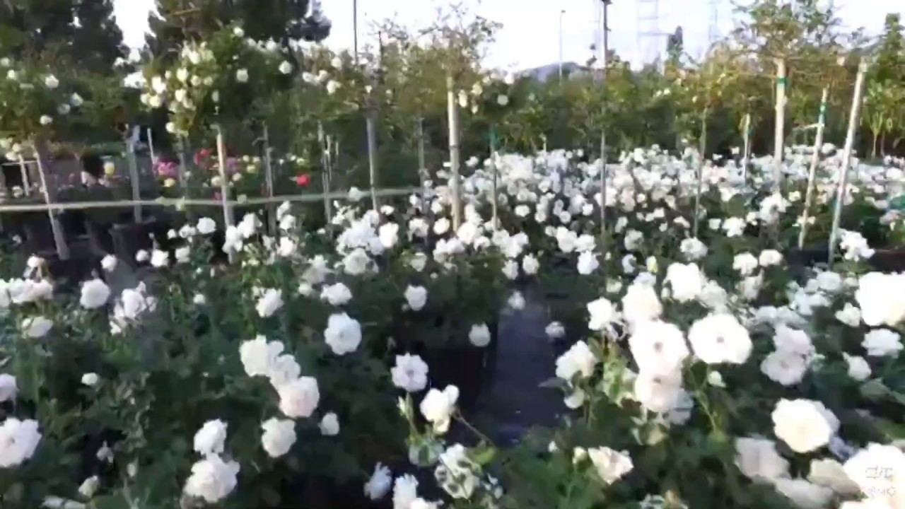 Iceberg Rose 5 Gal (White Rose)