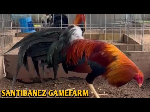 Yellow leg hatch Grey Kelso - SANTIBANEZ FARM