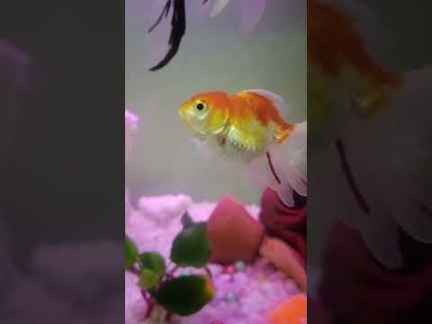 #eat #bitter, #taste #sweet