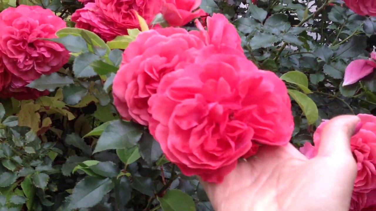 Розариум Ютерсен вторая волна цветения- обильный, неприхотливый и морозостойкий сорт/сентябрь 2019г