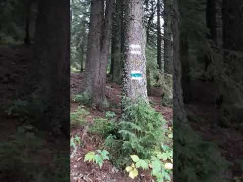 ГОРГАНИ  2 частина