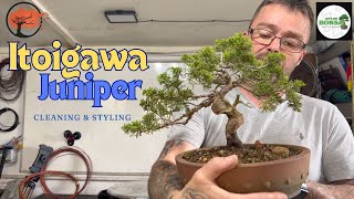 Transform Your Itoigawa Juniper Bonsai with Cleaning And Styling