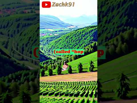 🌿 Žatec: Exploring the Magical Landscape of Saaz Hops! 🌼🌿 Pt. 1