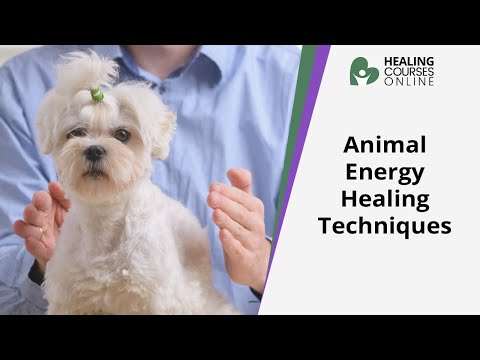 Animal Healing | Animal Energy Healing | Healing Your Pet | Healing a Dog With Energy
