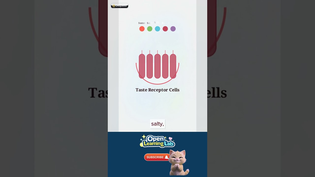 Why Do We Have Taste Buds? — What it really is 🚀 #Shorts