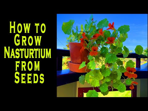 , title : 'How to Grow Nasturtium from Seeds'