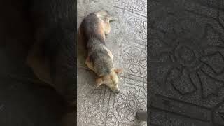 Download lagu Nhìn thấy rất là đáng thương quá đi nhé #answer #love #travel #automobile #topgamedoithuonguytin mp3 Download lagu Nhìn thấy rất là đáng thương quá đi nhé #answer #love #travel #automobile #topgamedoithuonguytin mp3