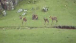 preview picture of video 'Red Deer Calves Playing on Isle of Rum'