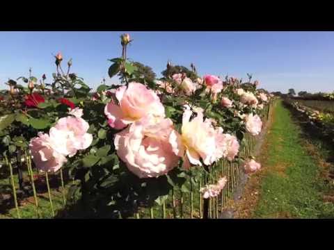 Wagner's Rose Nursery