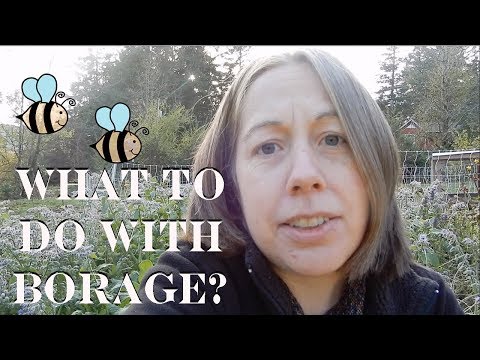 download lagu mp3 mp4 How To Cook Borage, download lagu How To Cook Borage gratis, unduh video klip How To Cook Borage