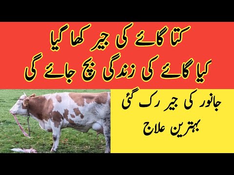 Jair dog kha Gia II Treatment of retained placenta