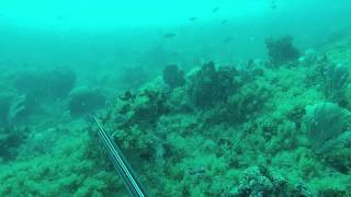 preview picture of video 'Pesca Sub Barracuda - Zóio'