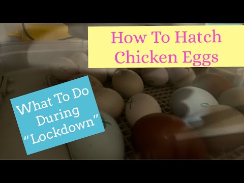 How To “Lockdown” Chicken Hatching Eggs! The Last 3 Days Of Incubation, Day 18 Out Of 21