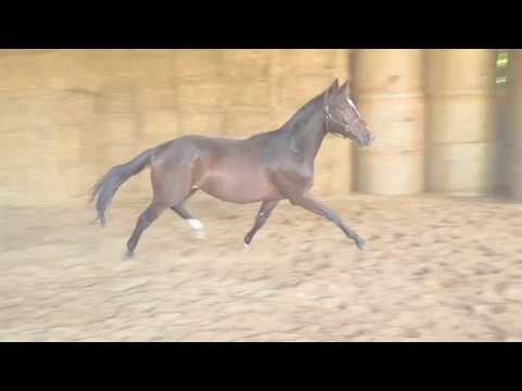 First Look 2jähriger Trakehner Wallach von Mount Etna xx - Hibiskus - Karo As