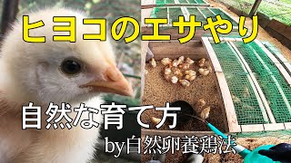 ヒヨコのエサやり！自然な育て方の[自然卵養鶏法]