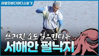 서해안 펄낙지 맛있는거 알고 계시죠??? 고갈되는 낙지 우리는 이렇게 살리고 있습니다! #낙지 #서해안 #펄…