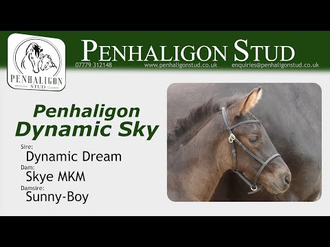 Foal For Sale: Penhaligon Dynamic Sky