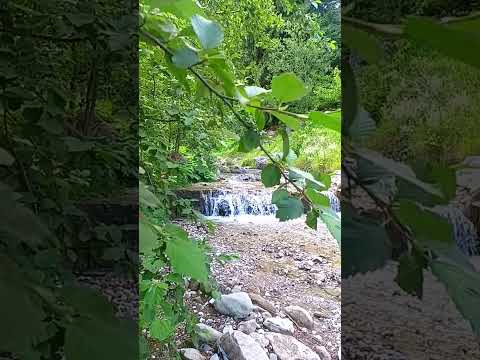 Mountain River Sound Deep in the Woods #shorts