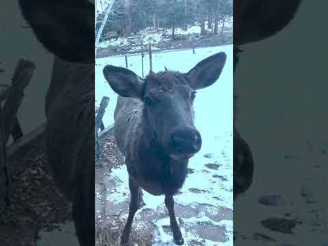 Curious Elk 'Bang' on Cabin Door in Estes Park, Colorado
