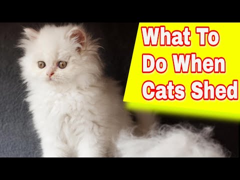 Cat Shedding: What To Do When Cats Shed