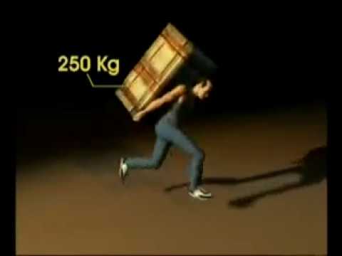 DAS WUNDER DER AMEISE