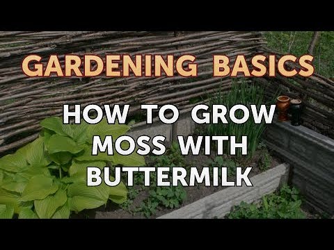 image-How long does it take to grow moss with buttermilk?