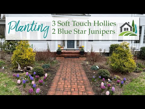 Planting 3 Soft Touch Hollies and 2 Blue Star Junipers - 🌳🌳🌳🌳🌳