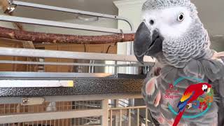 The Secret To Taming #Parrots & Gaining Trust #parrot_bliss #parrot #africangrey #taming