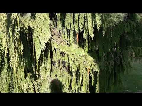 Ogrodnik pejzażysta Rafał. Ogród z wrzosowiskiem na początku kwietnia.