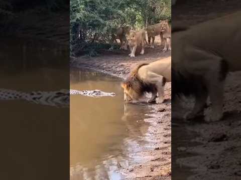 Old Crocodile vs Lion Fight in Amazon Forest part 94 #crocodile #lion #crocodileattack #amazonforest