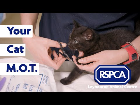 How To Give Your Cat An MOT - Health Check For My Cat