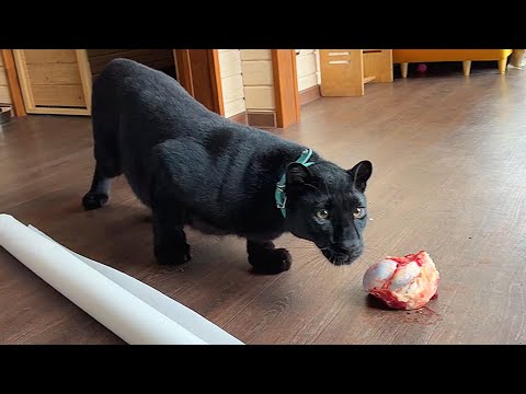 Masha came to visit Luna 😸 an inhospitable panther (ENG SUB)