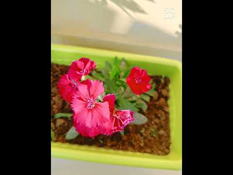 My Sweet Garden 🏡/Saleha's Garden