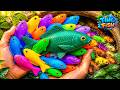 I Get Colorful Ornamental Fish In Tiny Pond Baby Turtle Platy Fish Glass Fish Guppies Eel Koi