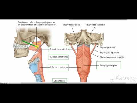 Constrictor muscles of pharynx