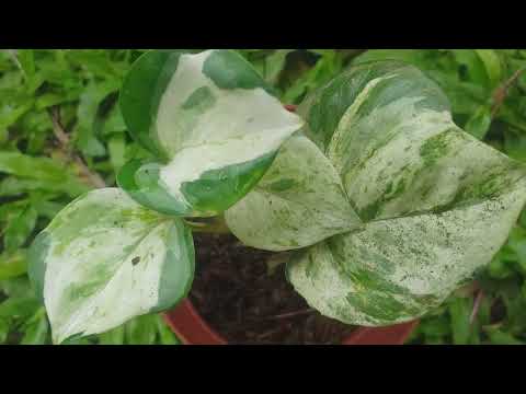 MANJULA POTHOS | #shorts | #manjulapothos | #pothosplants | #moneyplant | #editacidsalazar | #editac