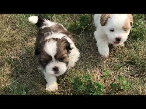 Maltese / Shih Tzu Puppies