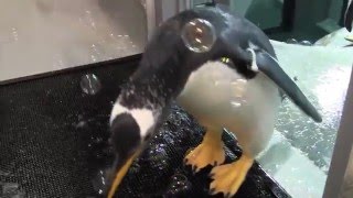 Penguins Love Bubbles