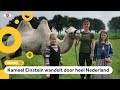 Meike en Silvie hadden een kameel te logeren