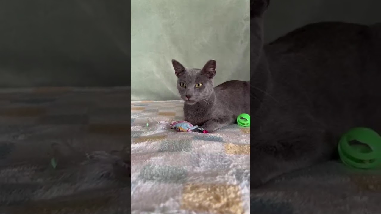 Enlarge Matthew, an adoptable mixed breed in Yonkers, NY video 6/6