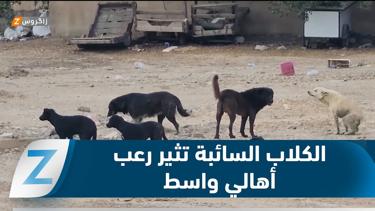 فيديو | واسط..   هجمات الكلاب السائبة وتسلل الذئاب يثيران رعب الأهالي
