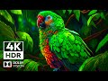Jungle Animal Life 4K HDR 60FPS Dolby Vision | Cinematic Music (dynamic color)