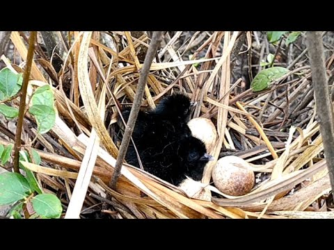 Baby Bird Leaving Out Of Nest Follow Mother