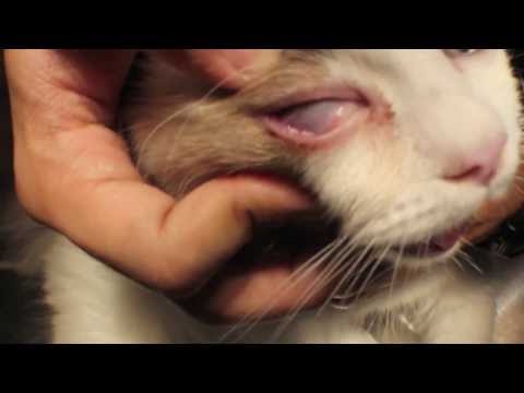 Diagnosis of corneal ulcers in dogs and cats