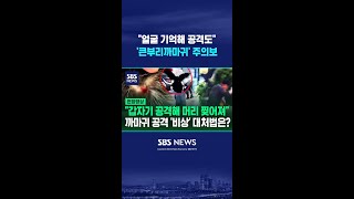 "얼굴 오랜 시간 기억"..사람 공격하는 '큰부리까마귀' 주의보 #shorts