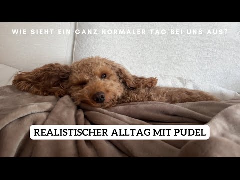 Realistic everyday life with a dog | Poodle Lotti